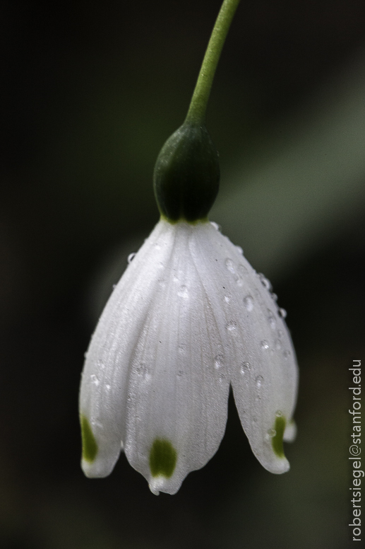 bell-shaped flower